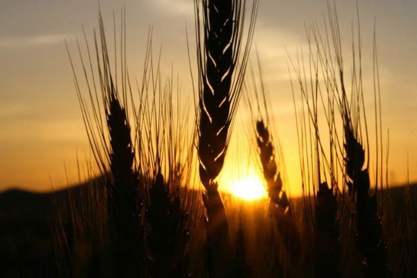 Bakanlıktan 'buğday stoku' açıklaması