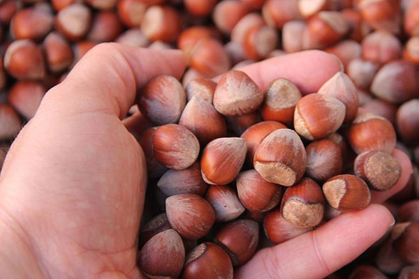 Türkiye en fazla fındığı o ülkeye sattı