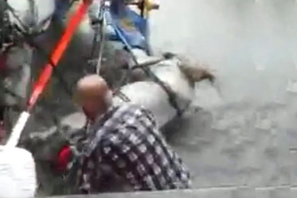 Fayton atlarına işkence devam ediyor