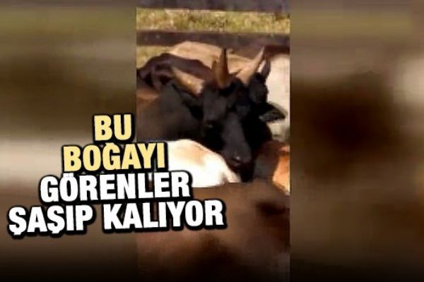 İnsanları şaşkına çeviren, üç boynuzlu boğa