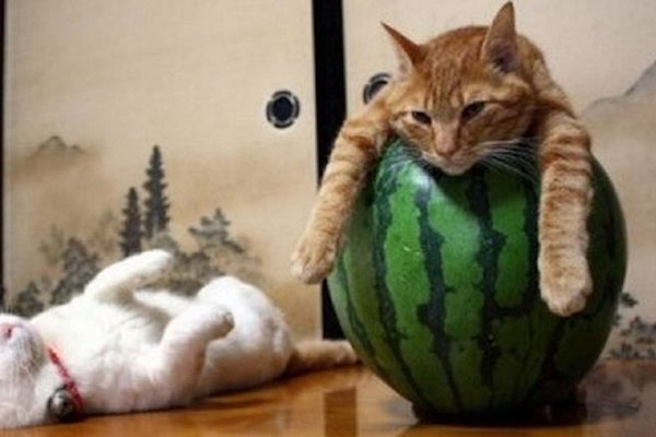 'Bilim insanları kaytarma eğiliminin nedenini buldu'