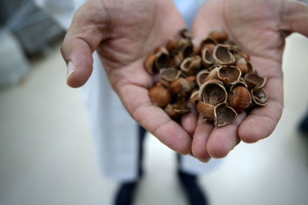 Fındık atıklarından, kemoterapi ilacına etken madde