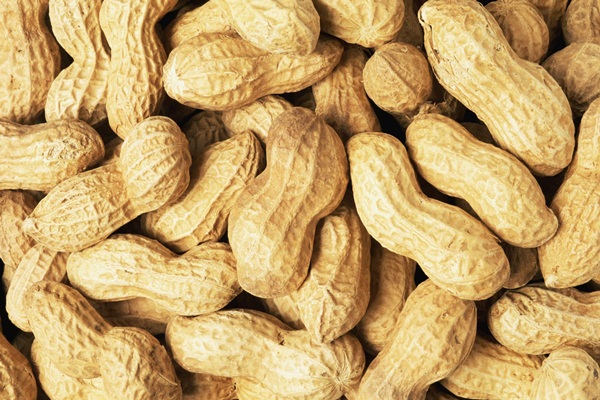 Senegal'de fıstık sektöründe patlama