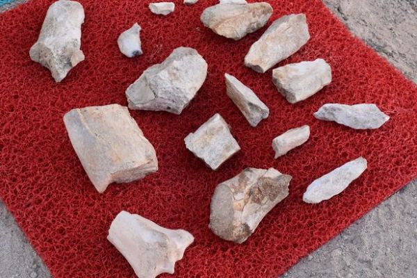 Kayseri'de 7,5 milyon yıllık fosil bulundu