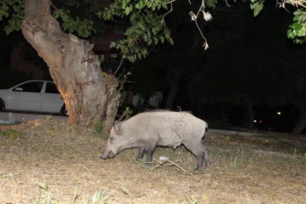 Tunceli’de  yaban domuzları şehre indi