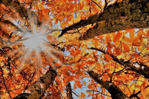 Sonbahar Ekinoksu nedir? 23 Eylül Ekinoksu'na dair bilinmeyenler