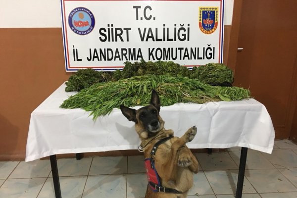 Siirt'te uyuşturucu operasyonu