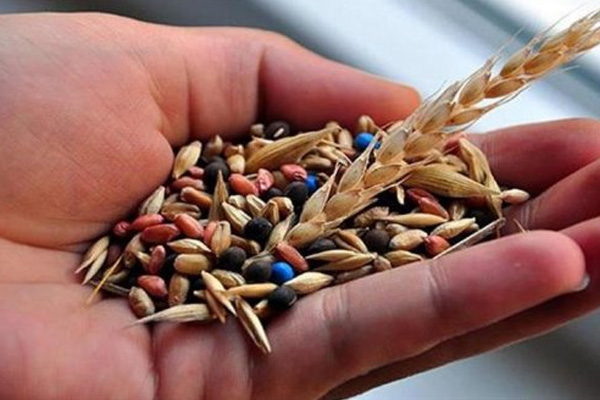 Yerli tohumlara 7 yeni çeşit eklendi