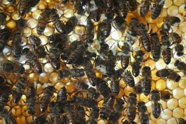 Robotlar arıların soyunu tükenmekten kurtaracak