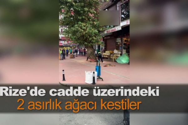 Rize’de 2 asırlık ağacı kestiler