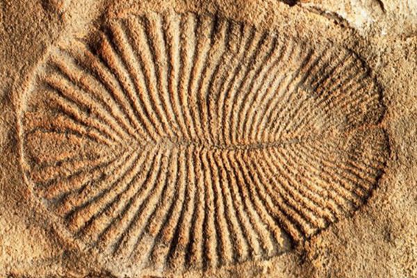 Rusya'da en eski hayvan fosili bulundu