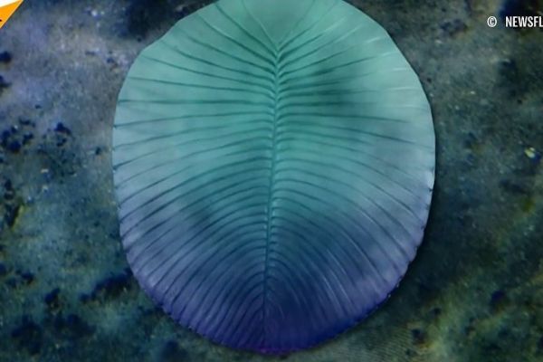 Rusya’da bilinen en eski hayvan fosili bulundu