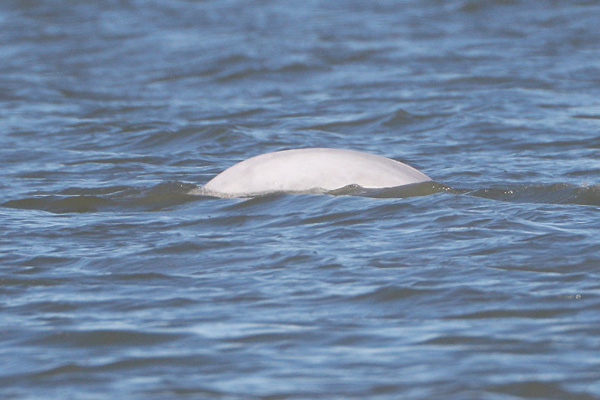 Thames Nehri’nde Beluga cinsi beyaz balina