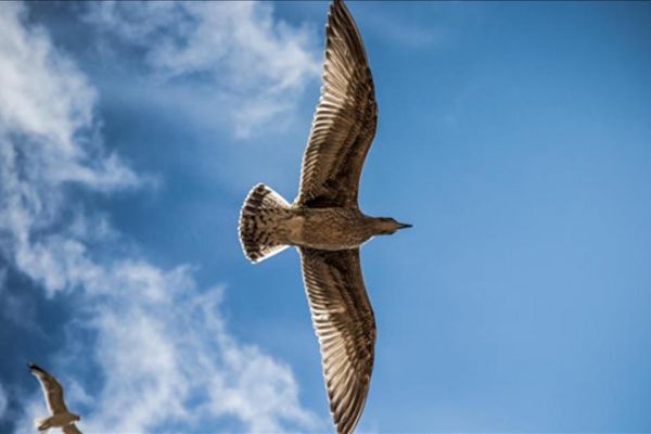 Dünyada yaşamış en büyük kuş 'Voromde Titan' keşfedildi