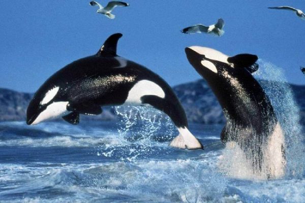 Katil balinaların nesli tehdit altında mı?