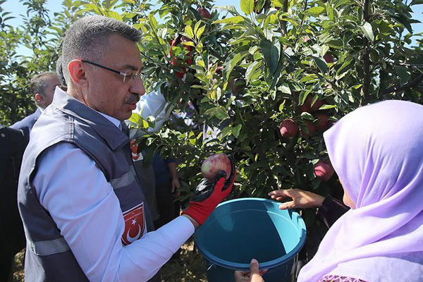 Cumhurbaşkanı Vekili Fuat Oktay elma hasadına katıldı