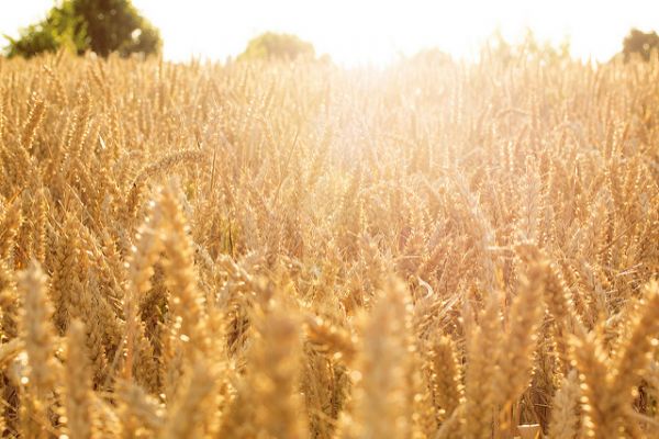 Geliştirdikleri tohumla tarıma katkıda bulunuyorlar