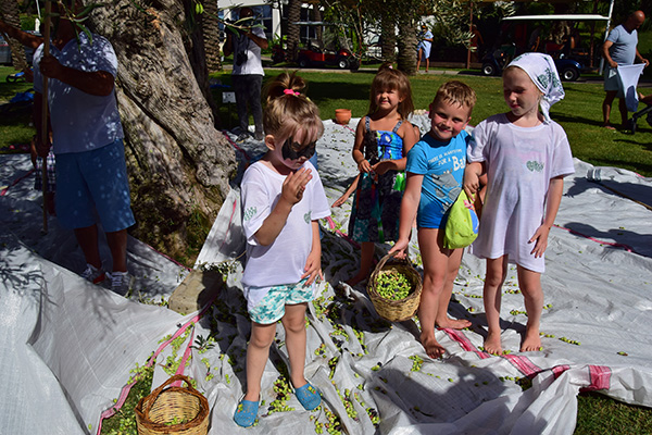 Muğla'da 3. Zeytin Hasadı etkinliği