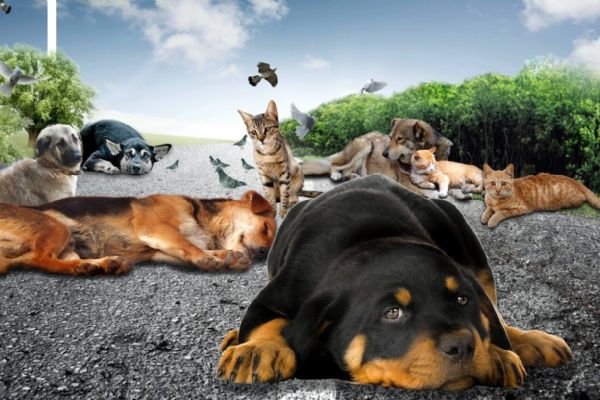 4 Ekim Hayvanları koruma günü