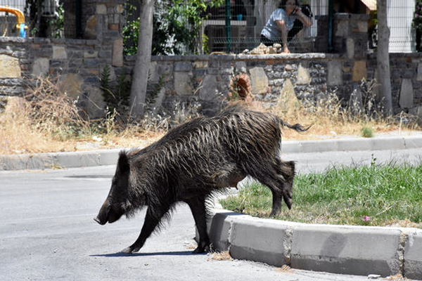 Bodrum sokaklarında ‘yaban domuz’ alarmı!
