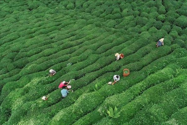 ÇAYKUR'un 2018 yılı yaş çay alımı rekorla tamamlandı