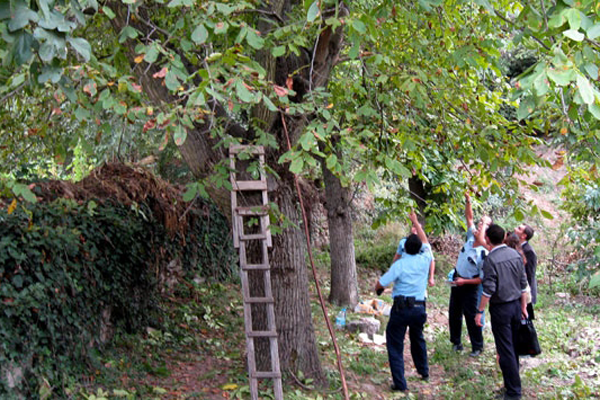 Ceviz toplarken hayatını kaybetti !