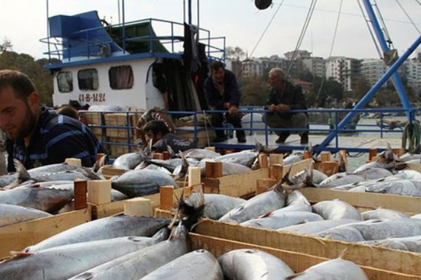 Tekneden çıkan balık sayısı şoke etti!
