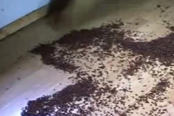 İngiltere'de uğur böceği istilası