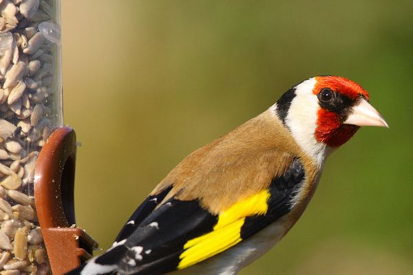 Saka kuşu yakalayan avcı ceza aldı