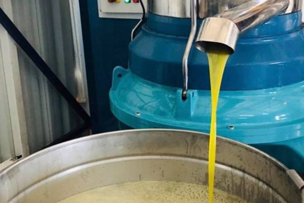 Zeytinyağında beklenen rekolte,  25bin ton