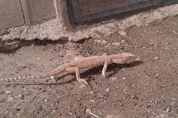 Türkiye'nin en büyük sürüngeni: Şanlıurfa'da çöl varanı bulundu