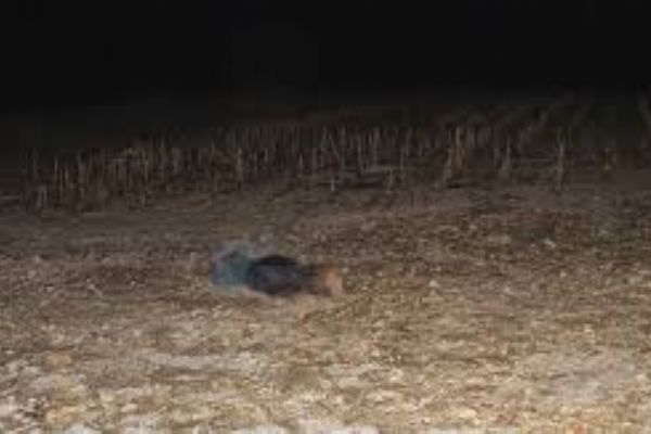 Boş tarlada iki ceset bulundu