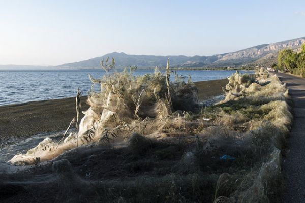 Sahili kaplayan örümcek ağları halkı tedirgin etti