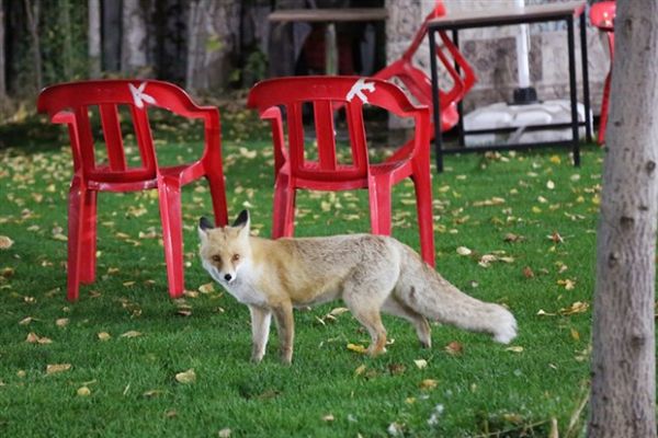 Tilkiler karınlarını doyurmak için lokantaya geliyorlar