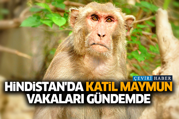 Hindistan'da katil maymun vakaları gündemde
