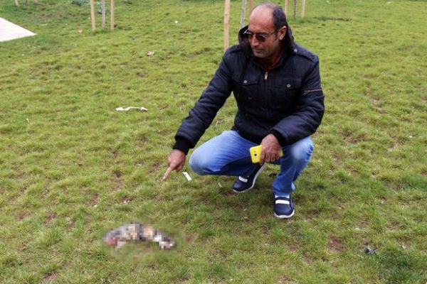 Şanlıurfa'da kediye işkence
