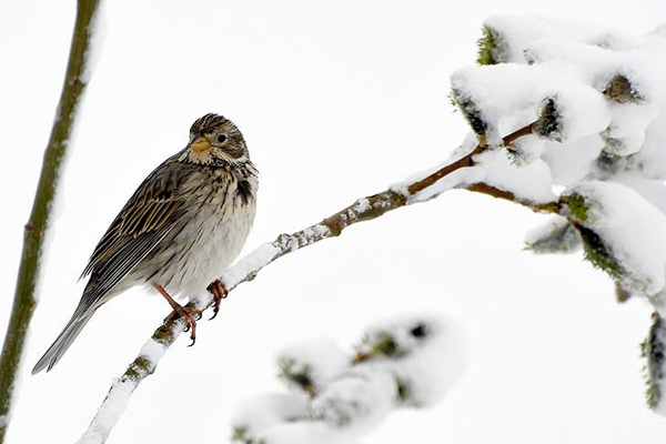 Meteorolojiden kar ve yağmur uyarısı