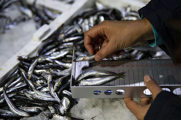 Başkentte balıkçılara şafak denetimi