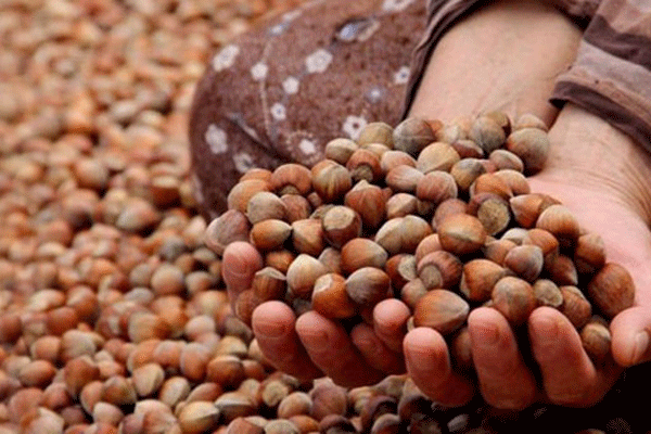 Fındık üreticisinden rahatlatan açıklama