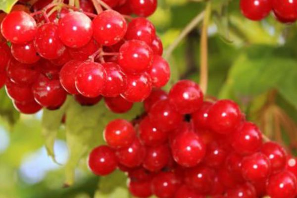 Bilimsel olarak kanıtlandı ! İşte  o  bitkinin faydaları...