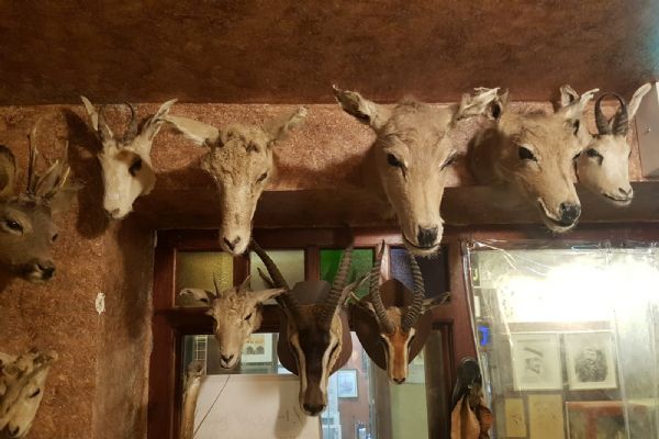 Katar çarşılarında sergilenen mumyalanmış hayvanlar