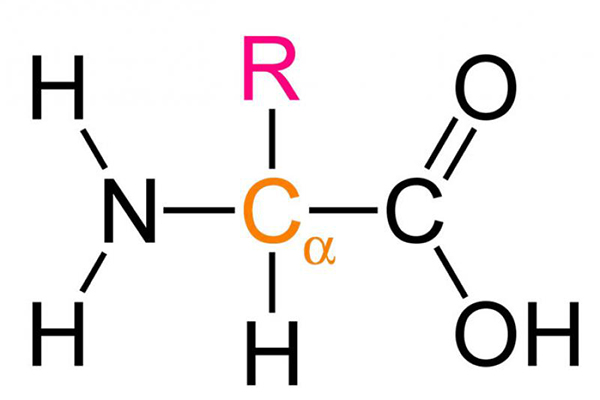 Protein enziminin aşırı yağlanmayı önlediği keşfedildi
