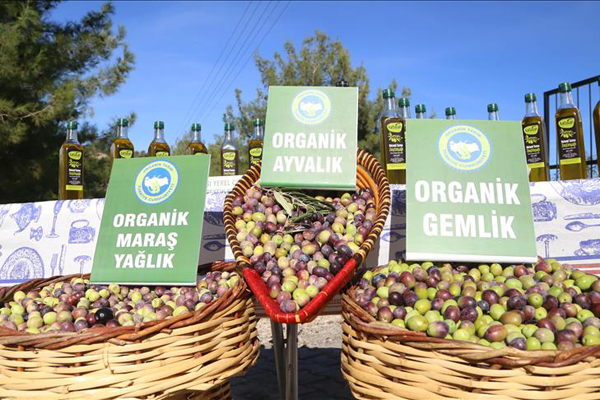 Kahramanmaraş'ta organik zeytin hasadı başladı