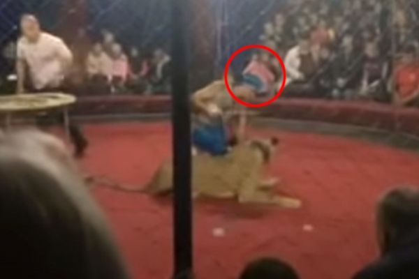 4 yaşındaki çocuğa aslan saldırdı