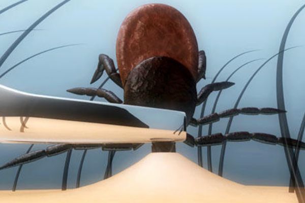 İsveç’te ‘Hyalomma’ cinsi kene alarmı!