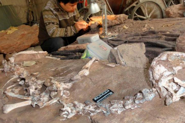 110 milyon yıl öncesine ait dinozor fosilleri bulundu