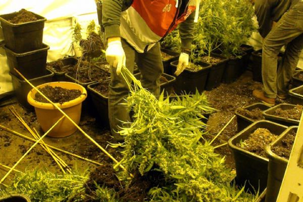 Lüks villada, 80 kilo hint keneviri yetiştirdiler