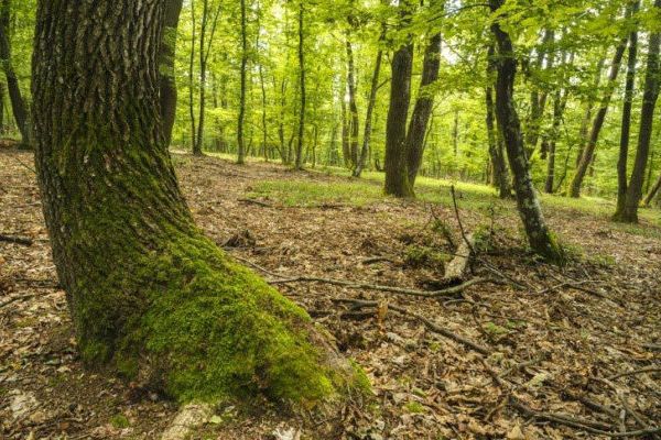 Ormanın nefes alma görüntüsü şaşırttı