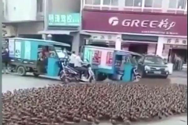 Yüzlerce ördek yolu trafiğe kapattı