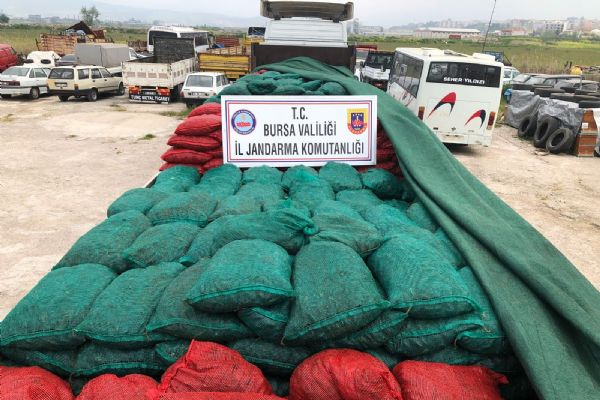 Jandarma ekiplerinin yaptığı operasyonla 25 ton kaçak avlanmış midye ele geçirildi
